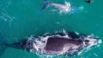 El simpático nado del Lobito junto a las ballenas. Hacete amigo. Foto captura de video.