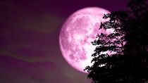 La Luna de Fresa se podrá ver desde Cipolletti.