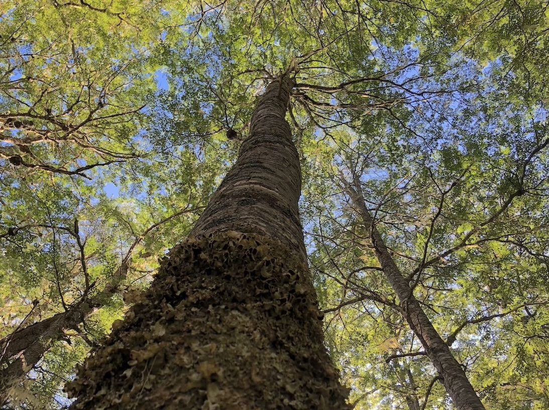 Uno de los árboles más antiguos de la Patagonia