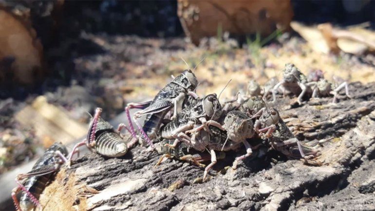 La plaga de tucura sapo afecta a la actividad agropecuaria