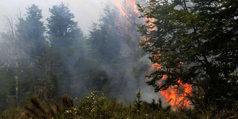 Cayó un rayo y desató un gran incendio que afecta al bosque nativo