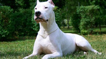 un dogo mato a una nena de dos anos en su casa un dogo mato a una nena de dos anos en su casa