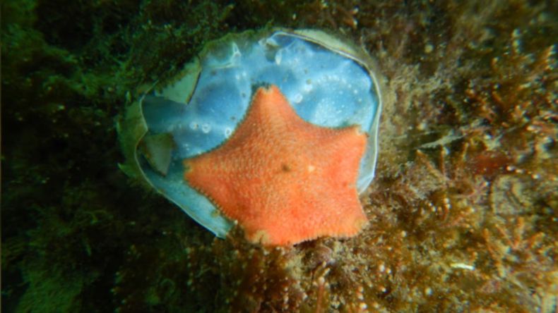 Es la primera vez a nivel global que los científicos documentan una especie de estrella de mar que incuba a sus crías en el estómago: la Asterina fimbriata. | LMCipolletti.com Es la primera vez a nivel global que los científicos documentan una especie de estrella de mar que incuba a sus crías en el estómago: la Asterina fimbriata.