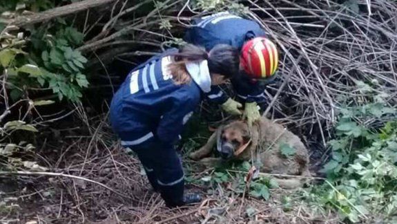 Bomberos rescataron a una perrita en Bariloche