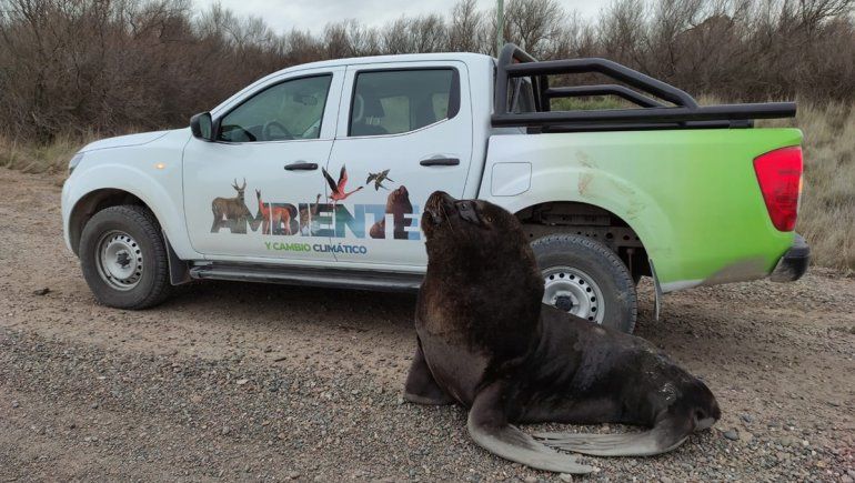 Volvieron a encontrar un lobo marino en un campo de Viedma