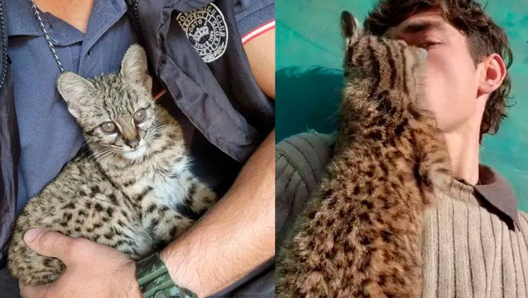 Mostraba en las redes su mascota y en un allanamiento se lo quitaron