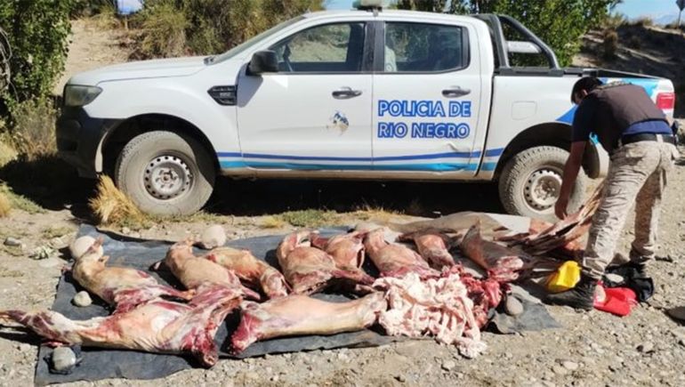 Los atraparon transportando ilegalmente caprinos faenados