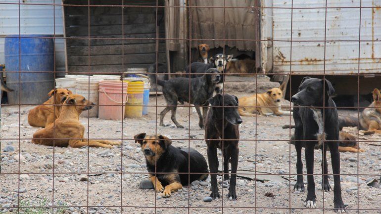 La política de castración es la más efectiva para evitar el crecimiento descontrolado de la población de perros y gatos en la ciudad.&nbsp;