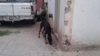 san lorenzo norte: lo acusaron por tener a sus dos perros desnutridos