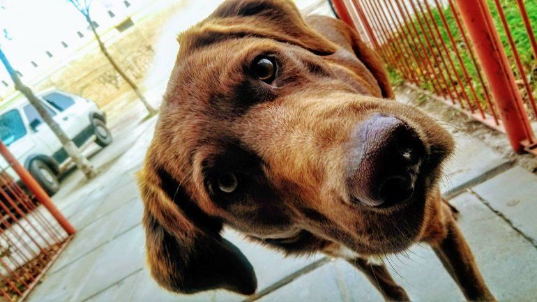 El perro Jimmy desapareció el 19 de julio de su hogar