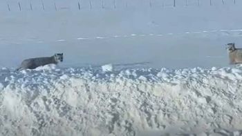 video: viajaba en ruta patagonica y se le aparecieron tres pumas jugando