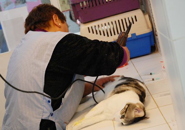 Las Perlas: avanza la esterilización de perros y gatos