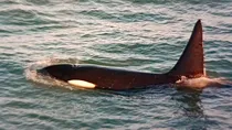 La hipótesis de los expertos explican que la orca habría confundido el sonido de los remos de la canoa con el movimiento de una posible presa. La hipótesis de los expertos explican que la orca habría confundido el sonido de los remos de la canoa con el movimiento de una posible presa.
