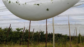 golpe historico: la tormenta destruyo gran parte de la produccion de cerezas golpe historico: la tormenta destruyo gran parte de la produccion de cerezas
