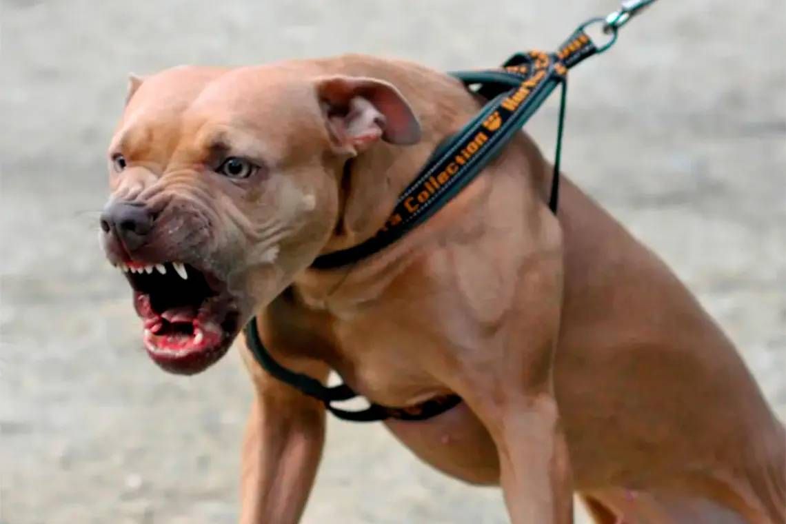 Pitbull atacó a una beba de un año y la dejó en terapia intensiva