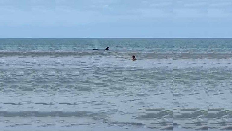 Ahora una orca sorprendió a los turistas en Monte Hermoso