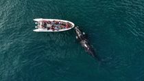 Se definió la temporada de avistaje de ballenas en Río Negro. Se definió la temporada de avistaje de ballenas en Río Negro.