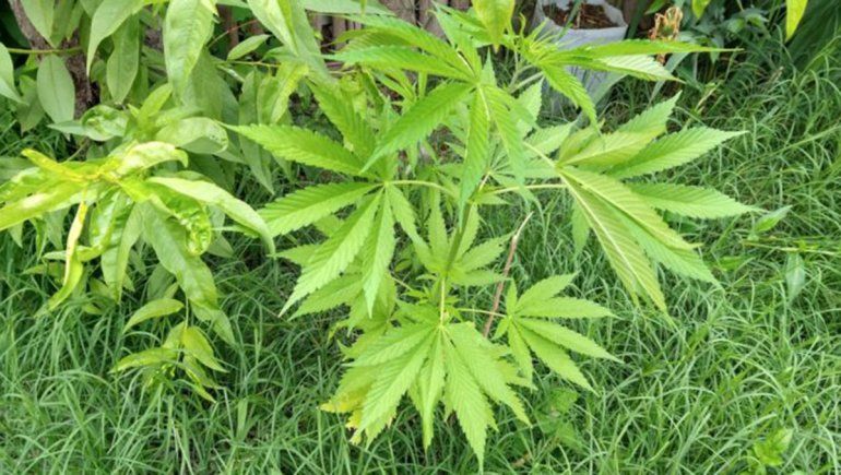 Condenaron a una familia por tener plantas de marihuana - Archivo 