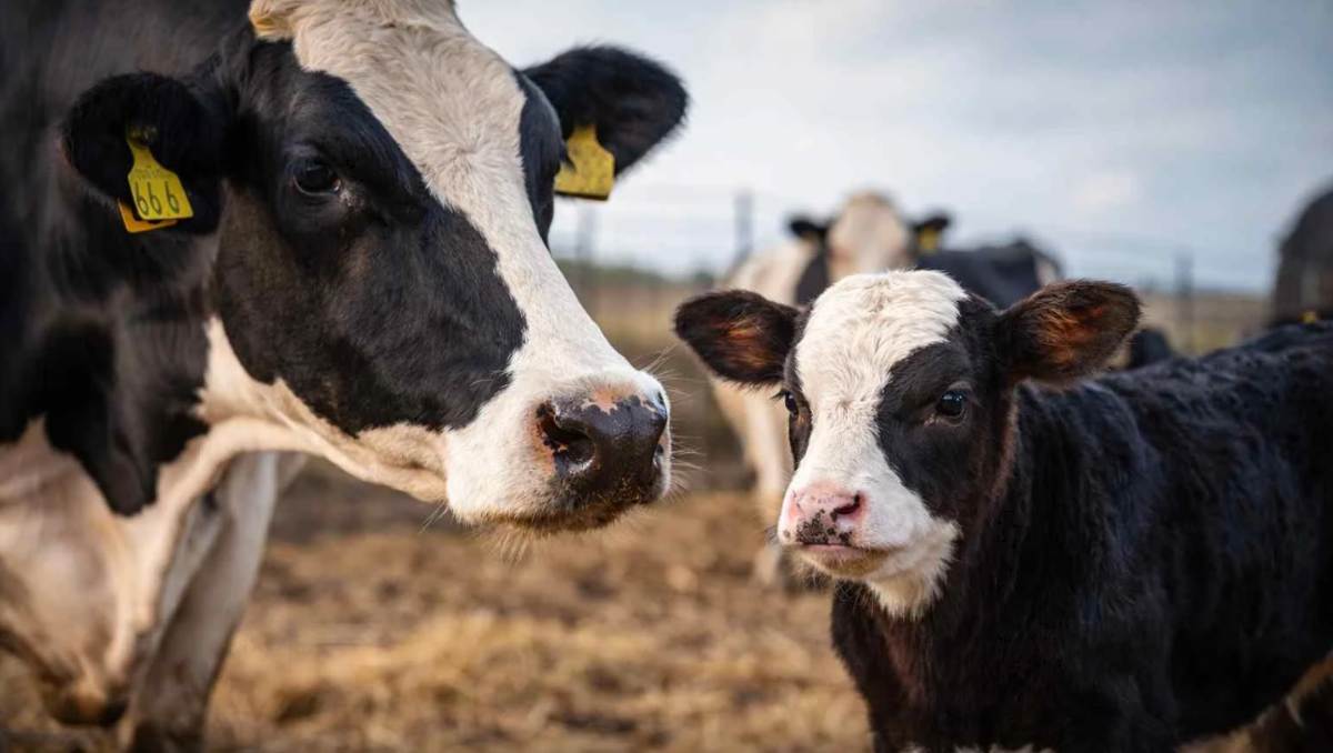 Un grupo de vacas que se metió a un campo ajeno desató un conflicto entre vecinos de Contralmirante Cordero. La Justicia de Paz determinó que debe intervenir el Tribunal de Faltas del municipio local.