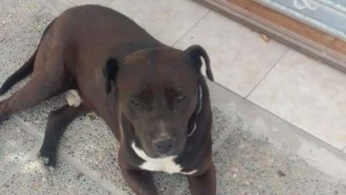Pitbull abandonado ataca ferozmente y siembra el temor en un barrio cipoleño