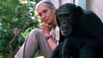 famosa investigadora pidio por la liberacion del chimpance toti