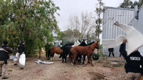La Policía de Río Negro logró rescatar a 10 caballos abandonados que ingresaban al aeroclub y ponían en riesgo la seguridad.