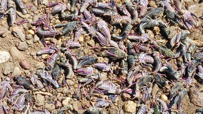 La aparición de focos de Tucura sapo (Bufonacris claraziana) fueron localizados distintos puntos de la región patagónica. | LMCipolletti.com La aparición de focos de Tucura sapo (Bufonacris claraziana) fueron localizados distintos puntos de la región patagónica.