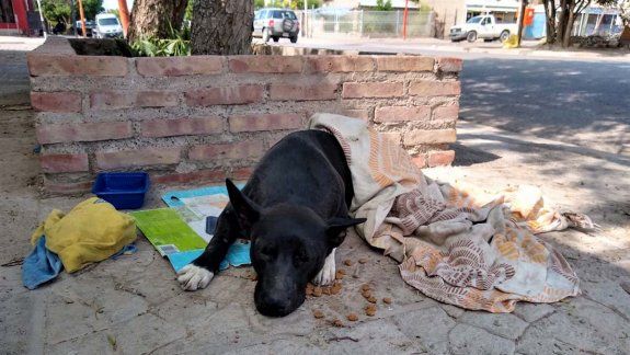 Motociclista borracho atropelló a un perrito y lo dejó abandonado