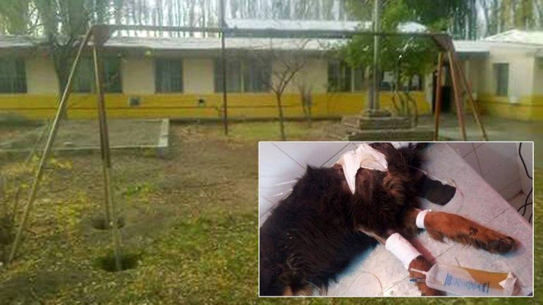 Proteccionistas denuncian a una escuela de Oro por abandono animal