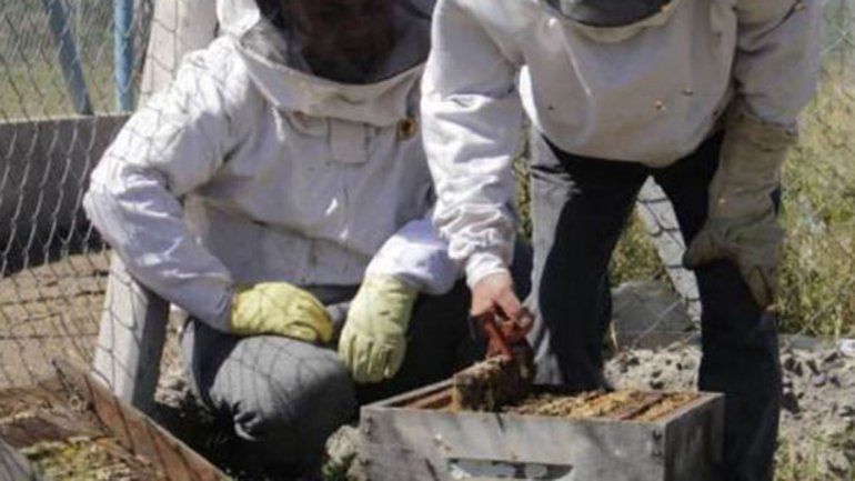 Presos aprenden apicultura y hacen cremas faciales
