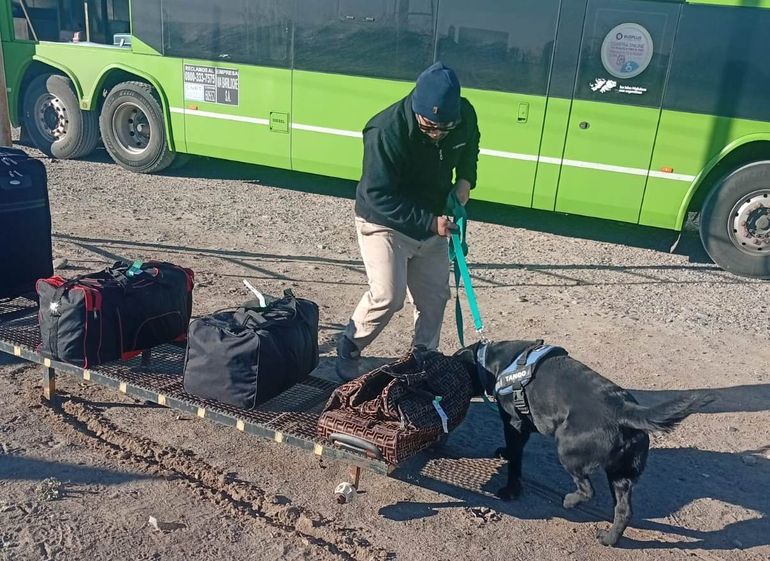 Los canes de SENASA fueron protagonistas en las pesquisas de mercadería que pretendía ser ingresada. Los canes de SENASA fueron protagonistas en las pesquisas de mercadería que pretendía ser ingresada.