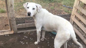 bronca porque la muni levanta perros de la calle y los encierra