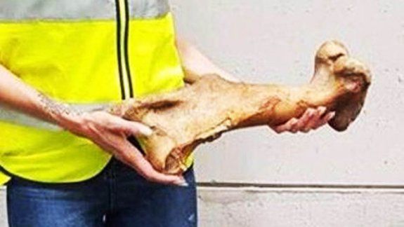 Frustraron el contrabando de fósiles rionegrinos a España