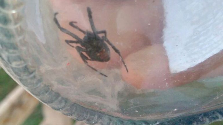 Tras el desmalezamiento que realizó el Municipio en el Distrito Vecinal Noreste