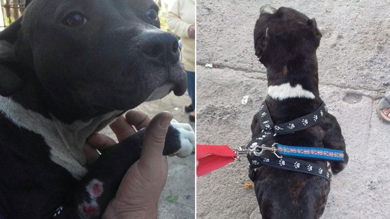 Rescatan a perros maltratados por orden de la Justicia