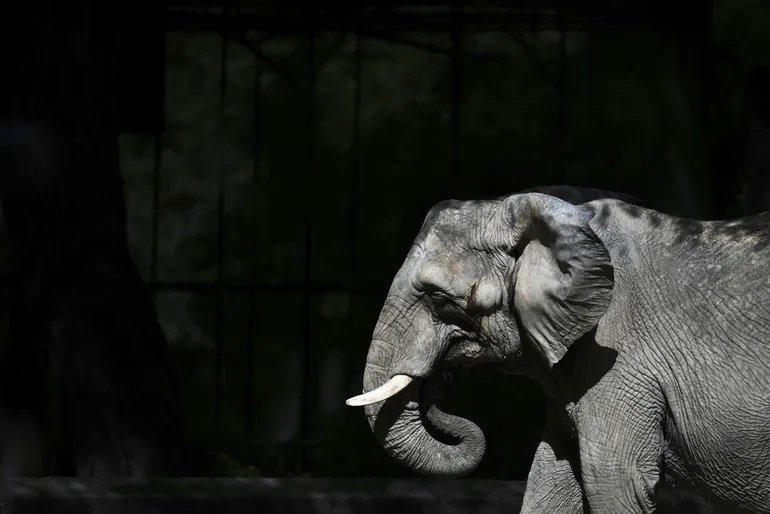 Murió Pupy, la última elefanta liberada del Ecoparque de Buenos Aires