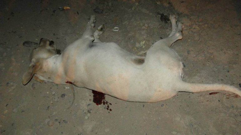 Baleó a un perro y lo escracharon en Facebook en Allen
