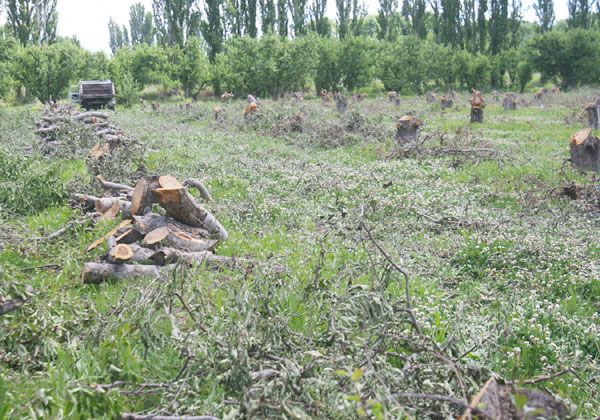 Construirán en Oro un gran complejo frutícola