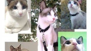 Felipe, su due&ntilde;o est&aacute; dispuesto a pagar 30.000 pesos por &eacute;l.&nbsp;