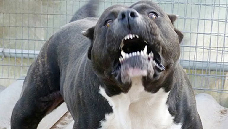 Tragedia: una adolescente murió atacada por dos perros dogo