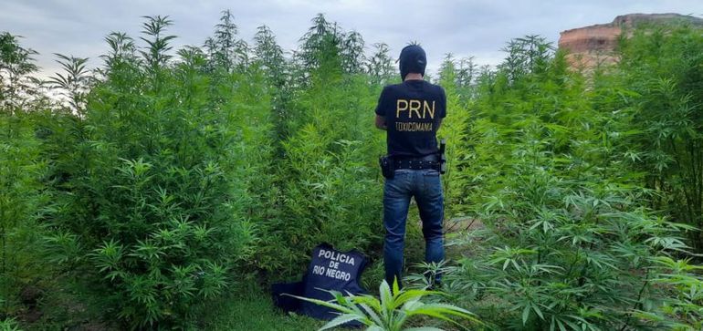 Apresaron al narco que usaba temibles trampas cazabobos
