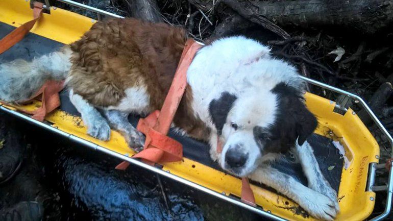 Morgan fue rescatado por los bomberos.