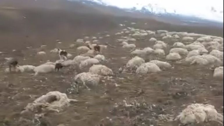 Santa Cruz: el deshielo descubrió cientos de cadáveres de ovejas en una estancia.