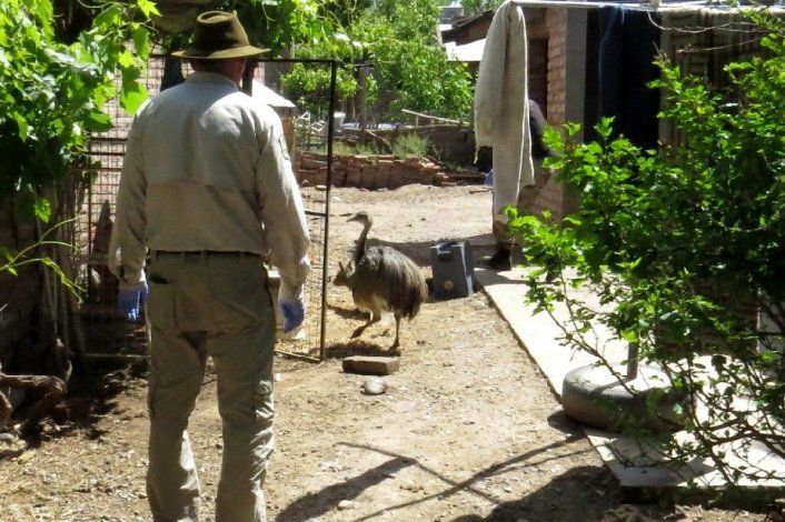 Le allanaron la casa y encontraron 50 animales silvestres