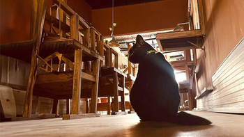 Gata de Allen