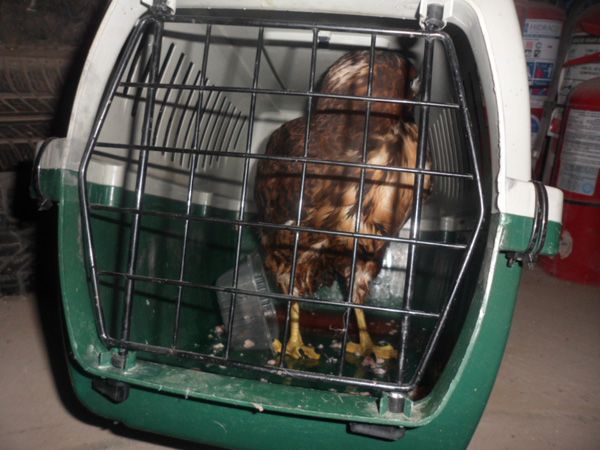 Llevaba un águila en el auto