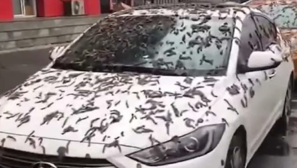 Video: la misteriosa lluvia de gusanos en China que se hizo viral