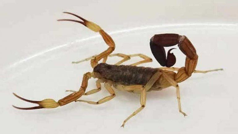 Un nene de 3 años fue picado por un alacrán y está internado