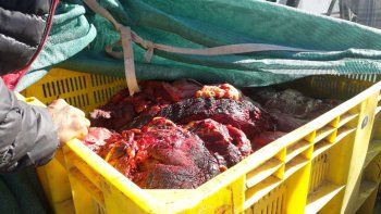 decomisaron 400 kilos de carne de caballo en roca