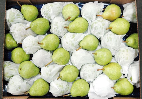 Fondo de Competitividad destinado a productores no integrados de peras y manzanas